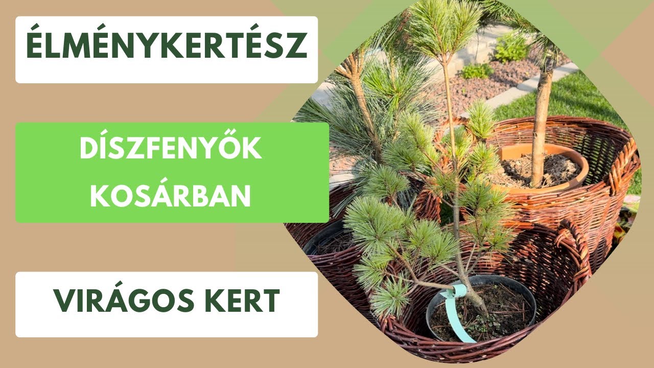 Fenyő különlegességek ültetése🌲
