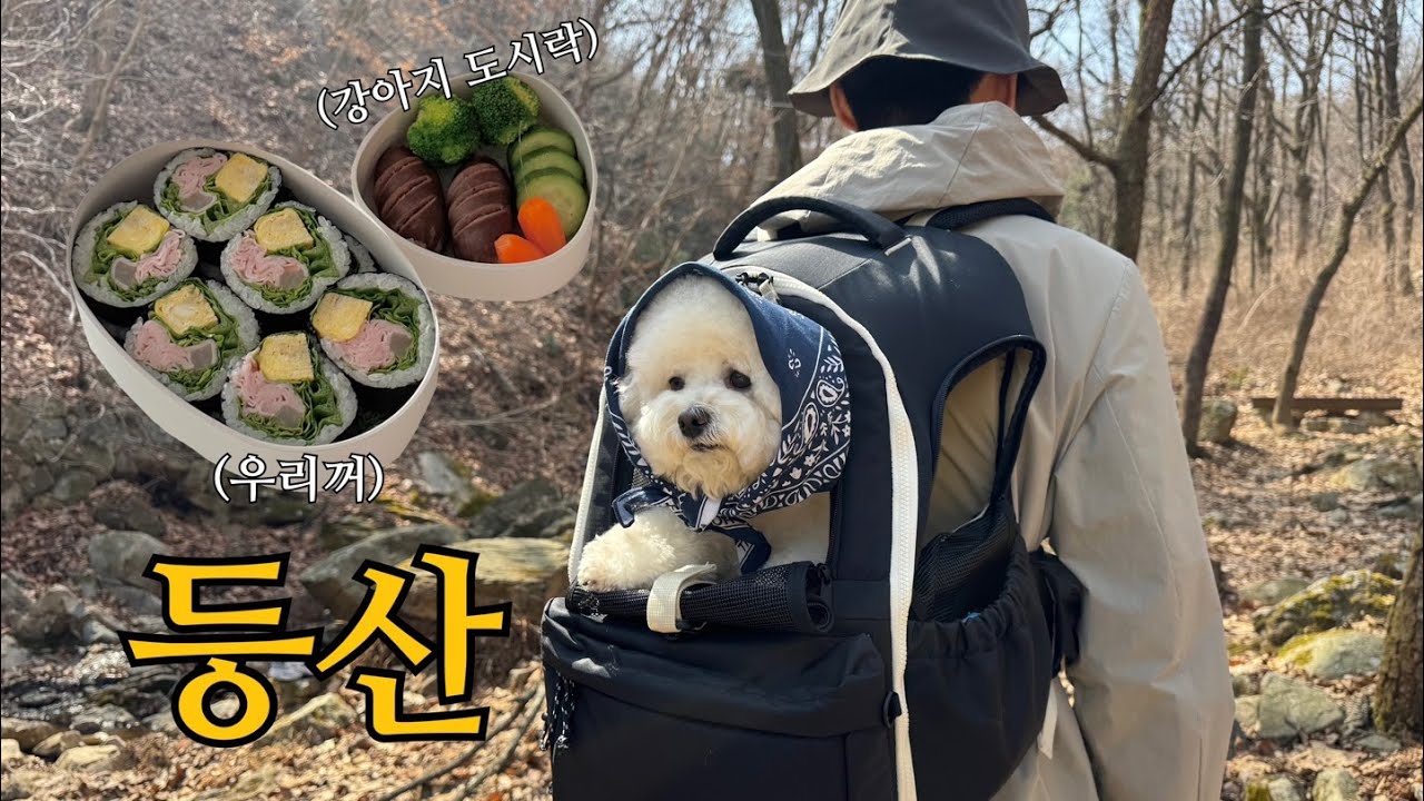 도시락 싸서 등산가기 근데 강아지 업고..