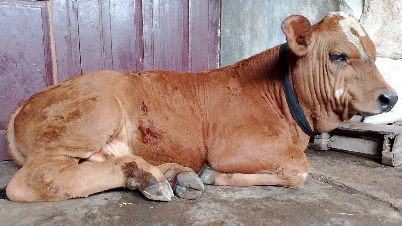 BONGGOL PISANG JADI PAKAN ALTERNATIF UNTUK PAKAN TERNAK SAPI ‼️🐂
