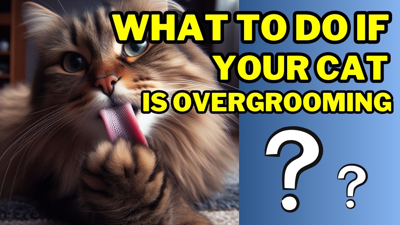 What to Do If Your Cat Is Overgrooming | What to do if my cat is licking his fur off | Cat Grooming
