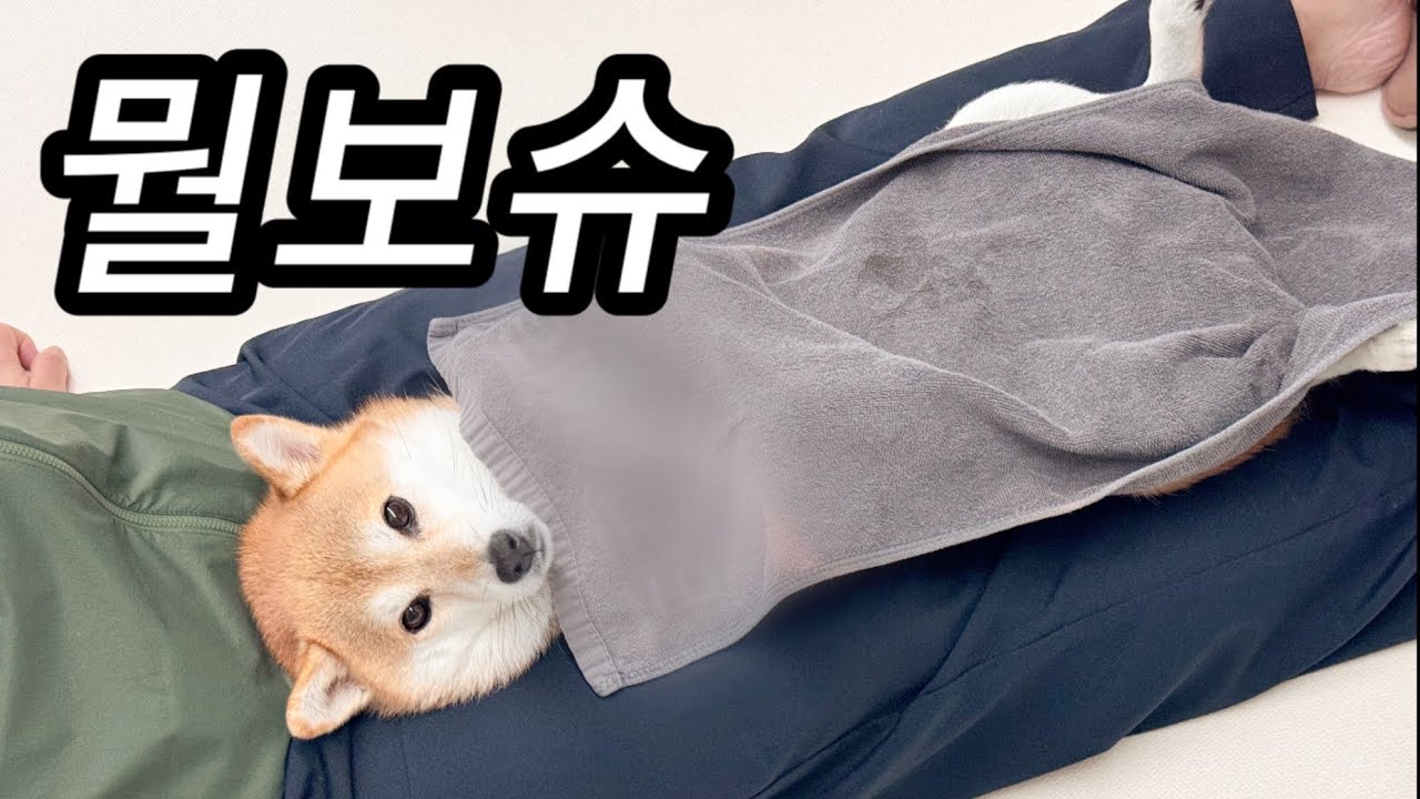 원래 개팔자가 인간팔자보다 좋은거 모르쇼?