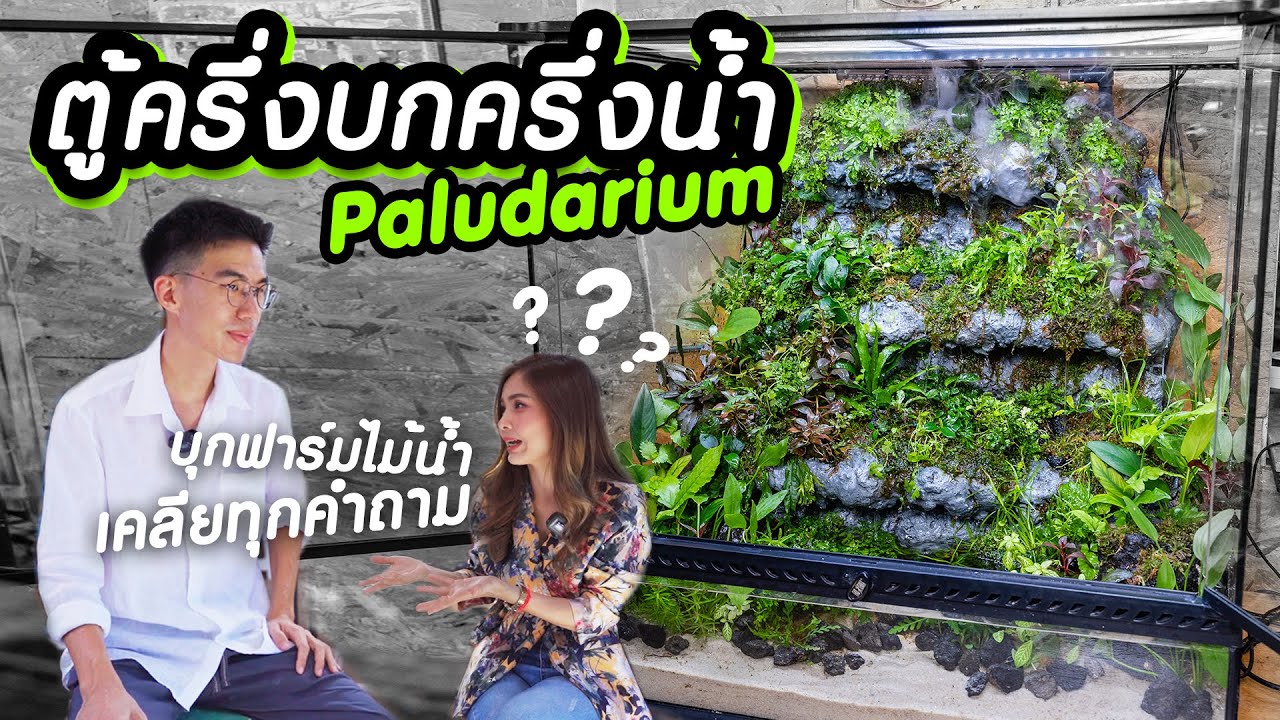 ตั้งตู้แบบมืออาชีพ ตู้ Paludarium ตู้ครึ่งบกครึ่งน้ำ จากเจ้าของฟาร์มไม้น้ำภูเก็ต ไม้บก ไม้น้ำ เพียบ!