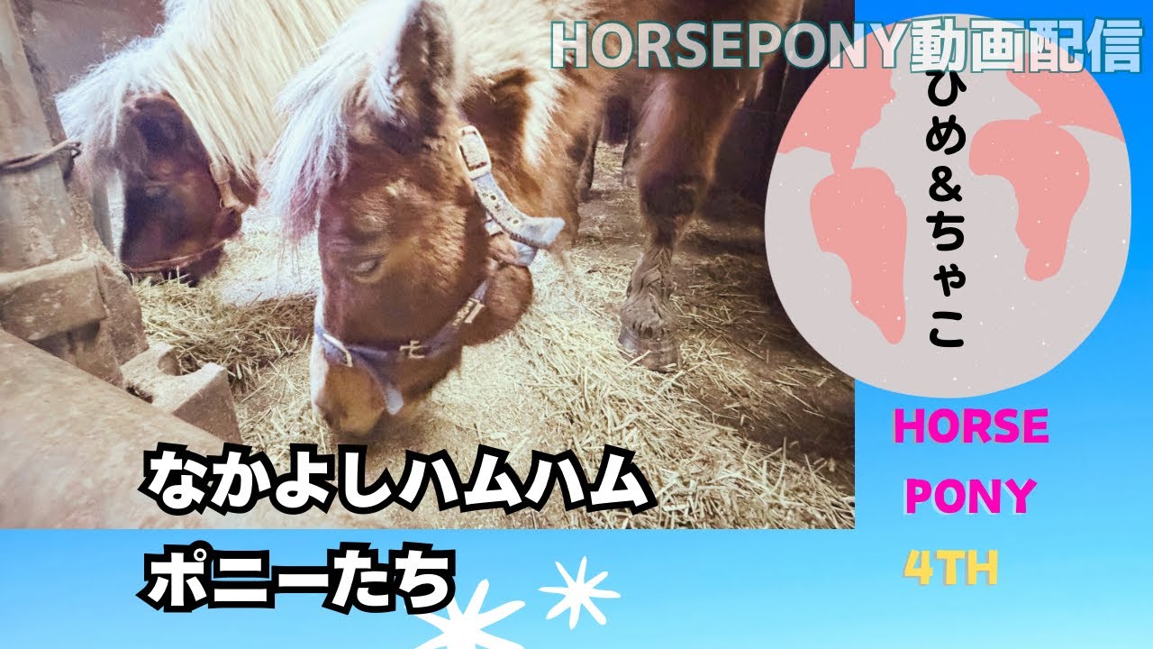 食いしん坊のお食事前は前脚カキカキが止まりません💁‍♀️ヒメチャコポニーちゃんたちは元気に過ごしていますよ〜😋