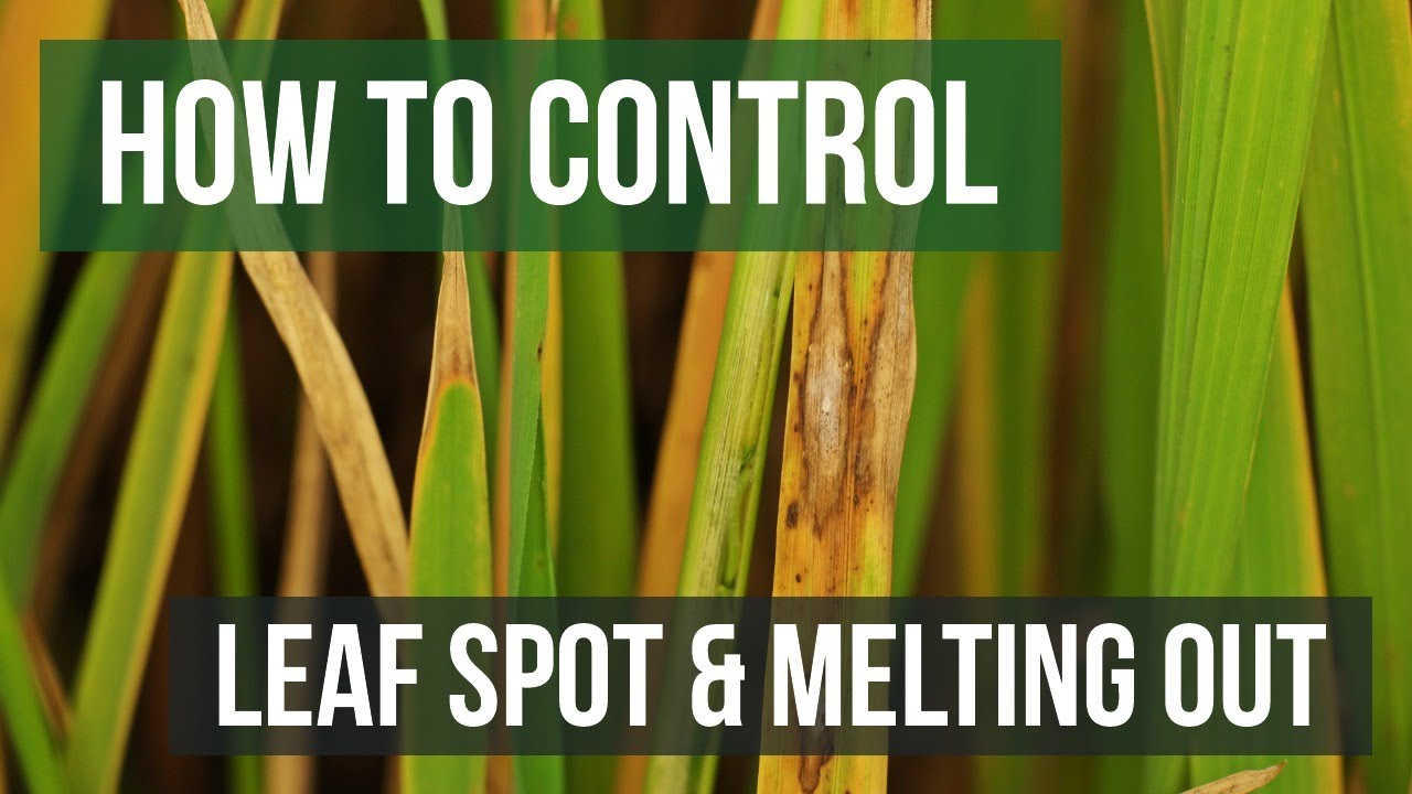 How to Control Leaf Spot and Melting Out (4 Easy Steps)
