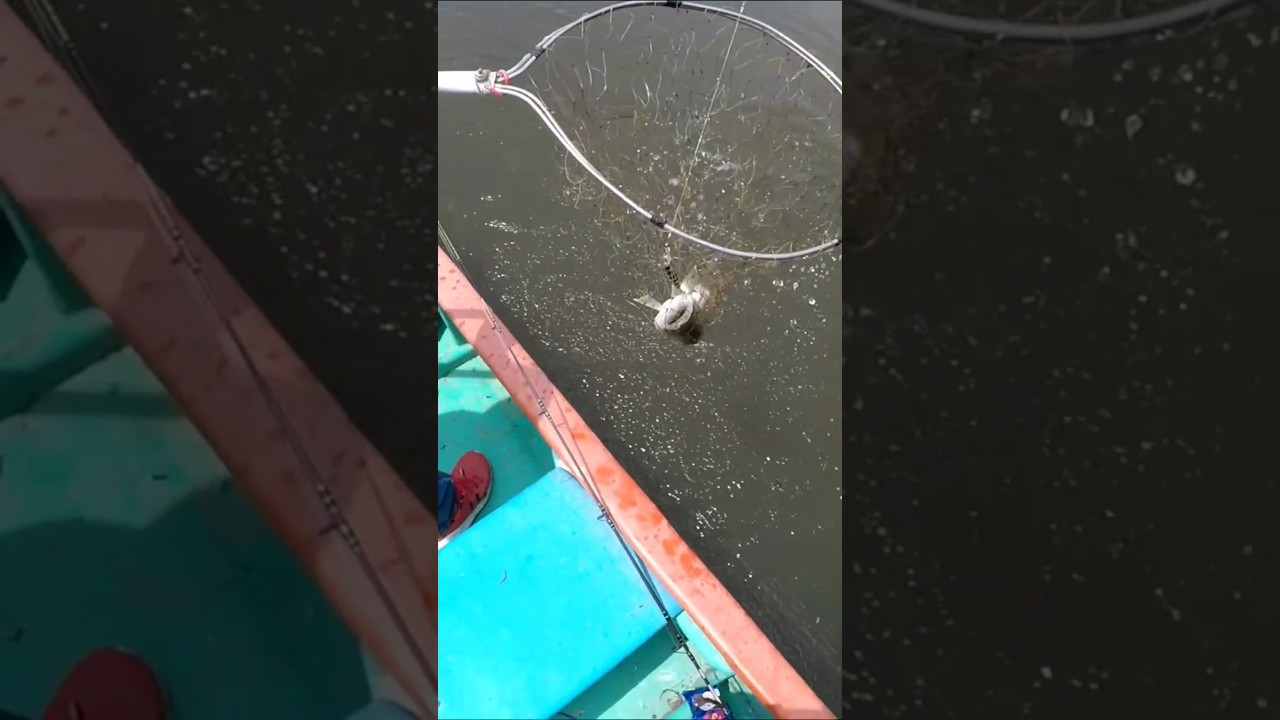 Salio un robalito casteado con el snook fishing minnow color pinta, para salir mat&oacute;n el se&ntilde;uelito.