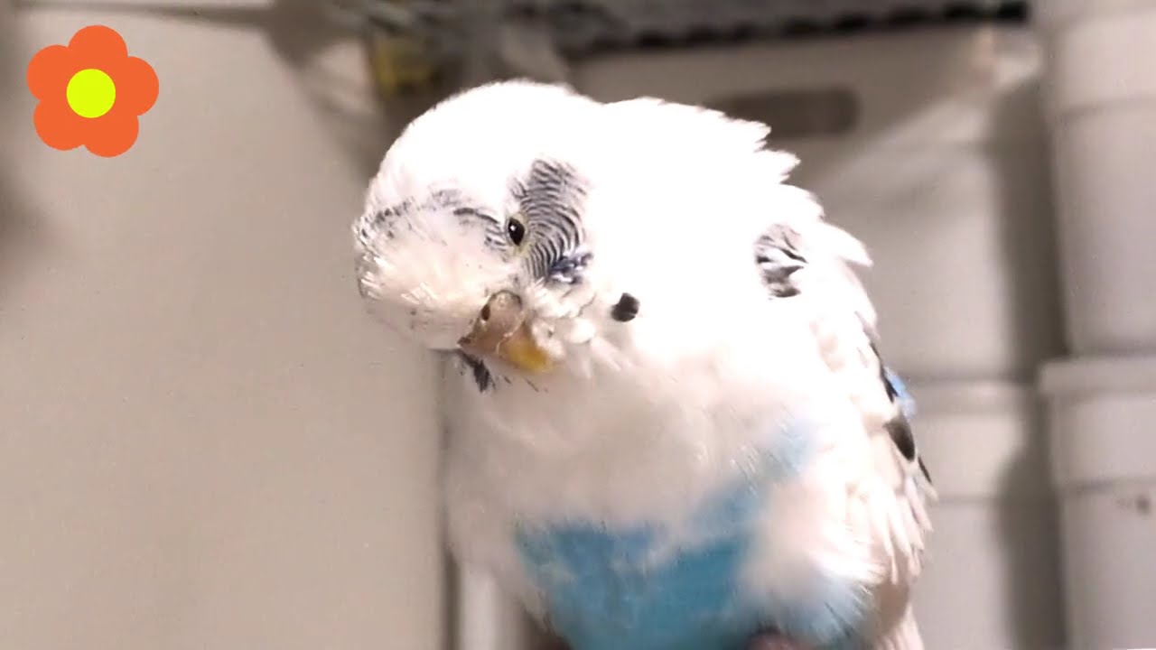 🐥💓眠気に負けそうなインコ　【セキセイインコ　ハルクイン】🐥💓A parakeet about to succumb to sleepiness