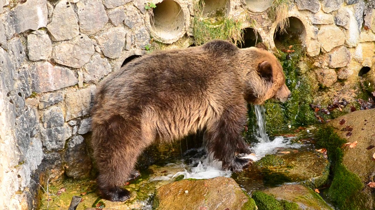 Orso bruno marsicano