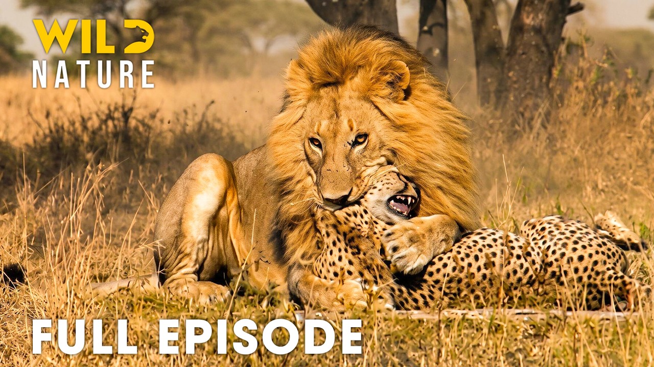 Africa&rsquo;s Greatest Fights Of Extraordinary Predators (Full Episode) | Wildlife Documentary