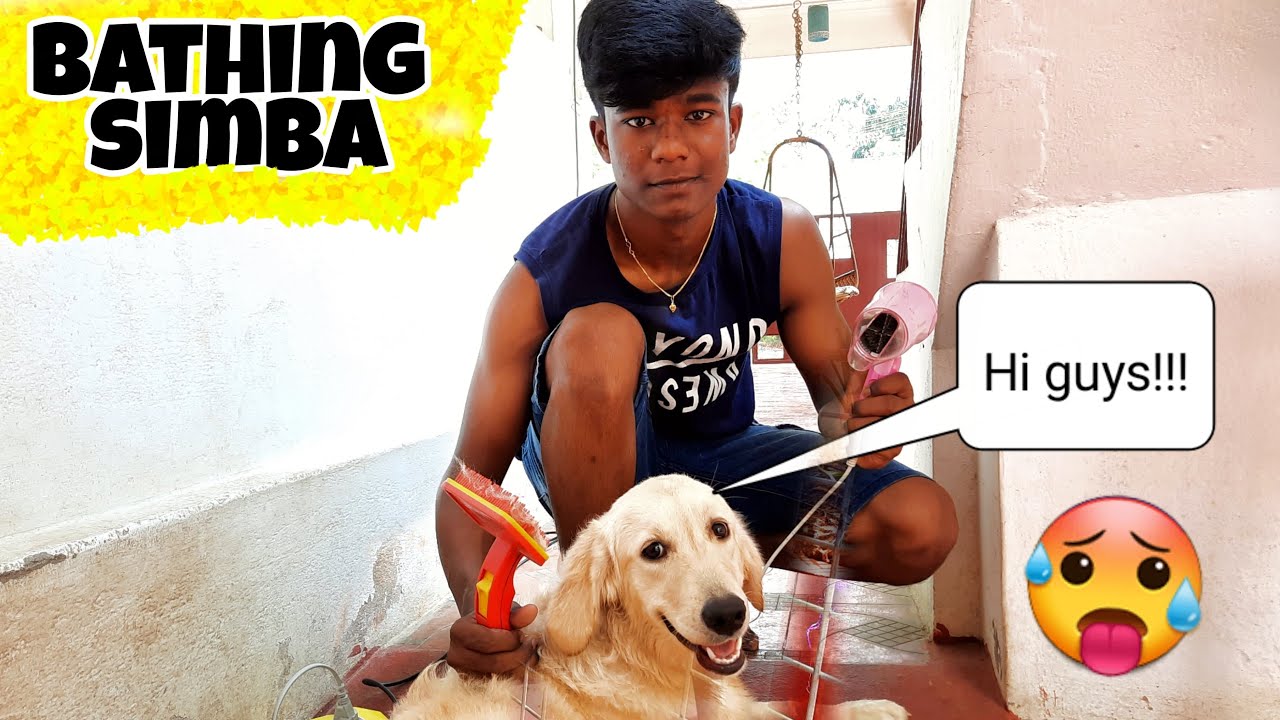 SIMBA's bathing time | Golden retriever maintenance | TAMIL vlog