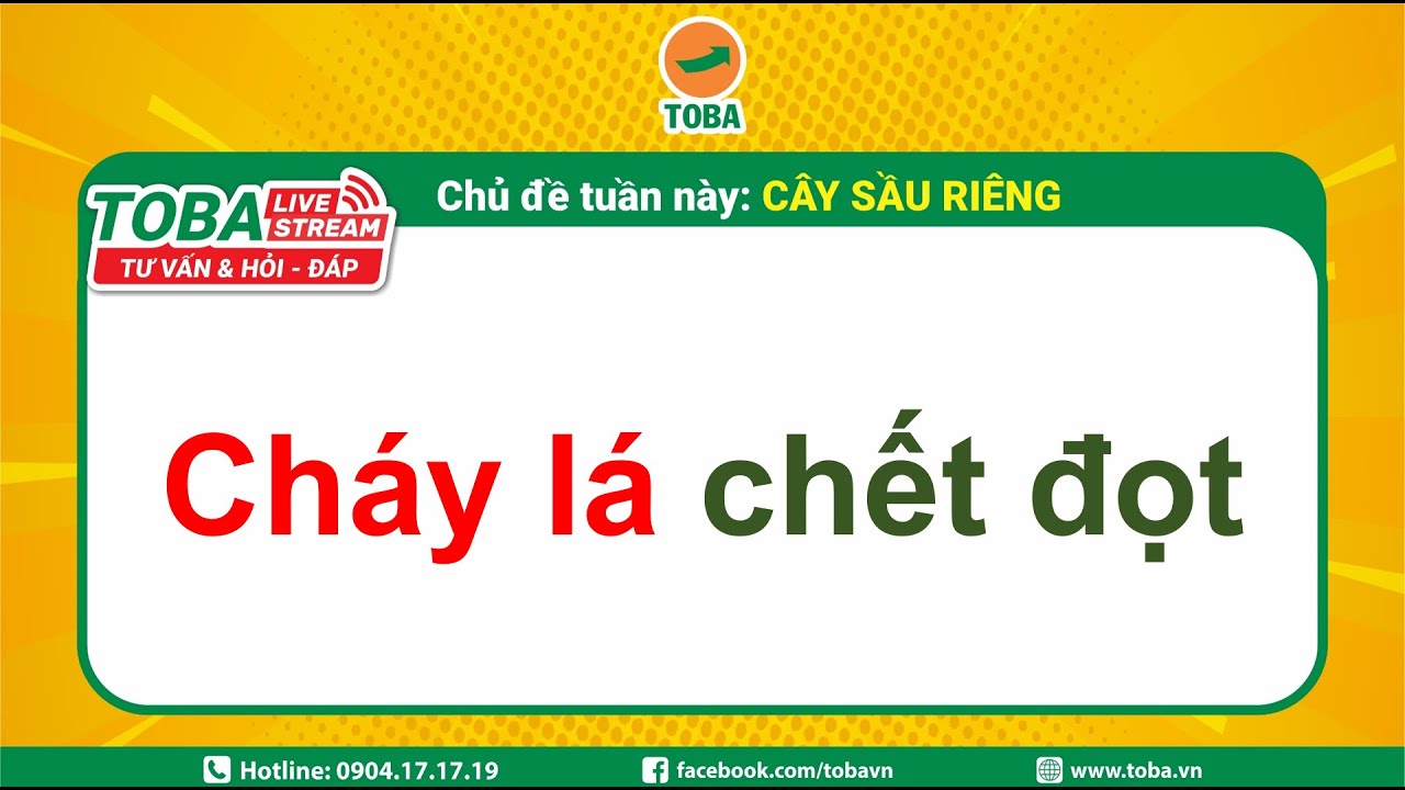 Nhận diện bệnh cháy lá chết đọt trên cây Sầu riêng, cách phòng và trị bệnh bạn đã biết? |TOBA