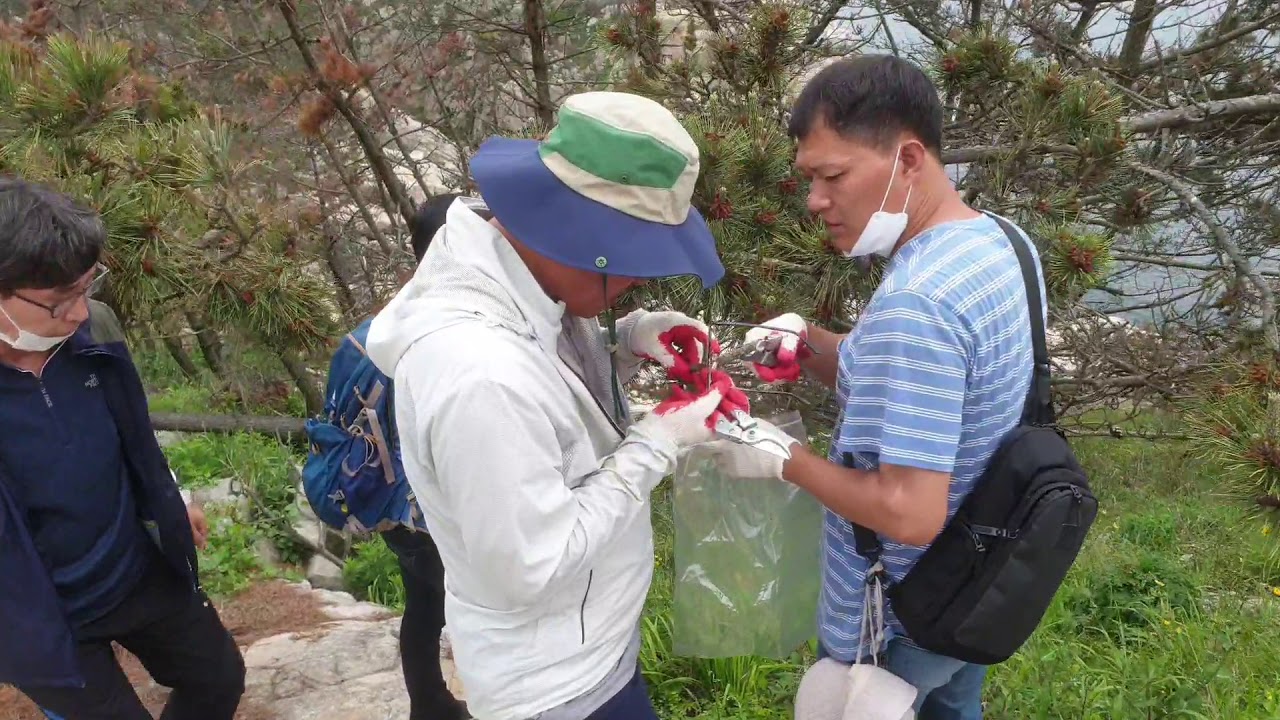 충청남도청 그리고 보령시 산림자원과에서 황도에 산림 점검 오셨습니다.
