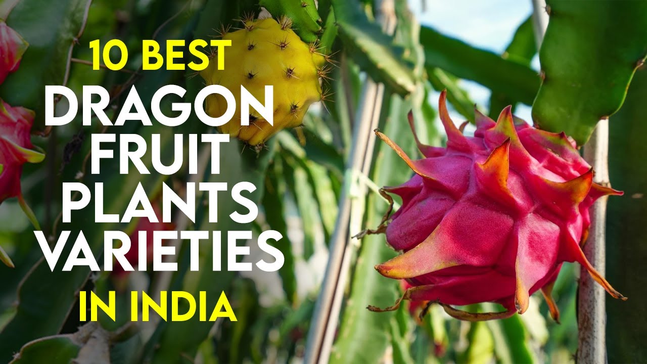 10 Best Dragon Fruit Varieties in India | Plant Identification & Features