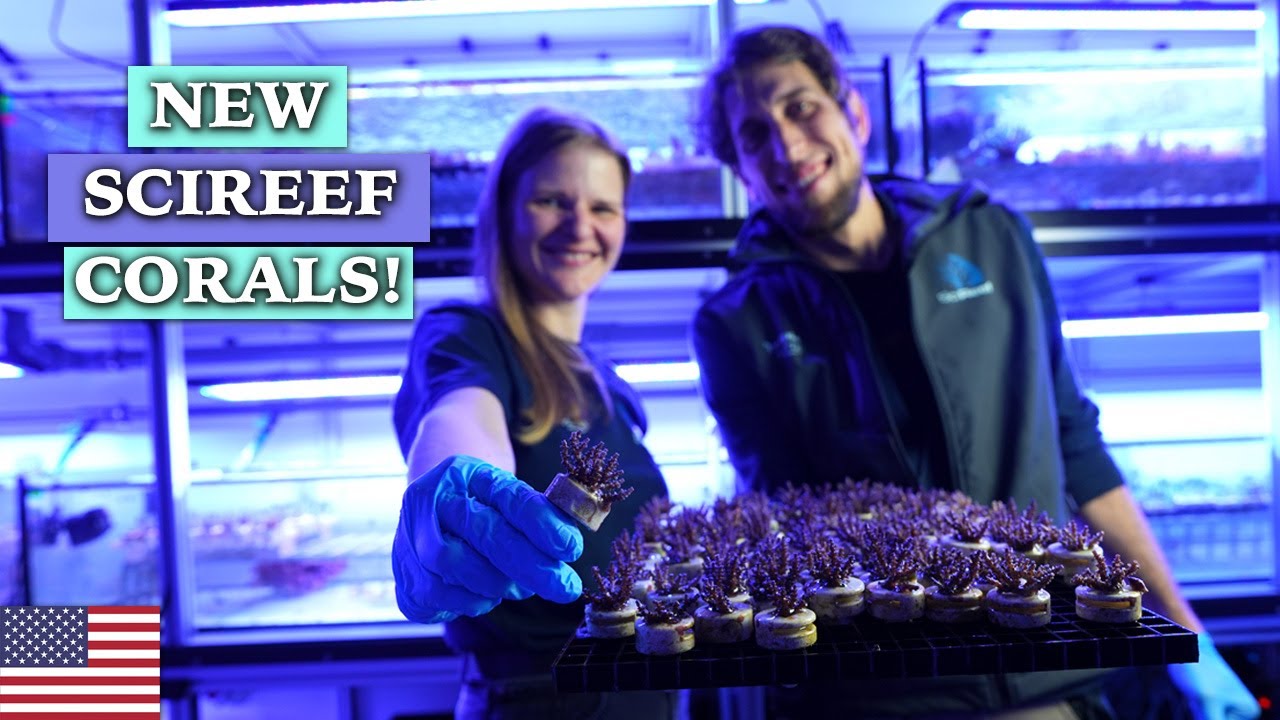 First sexually produced SPS corals for sale NOW! SciReef x Tropic Marin