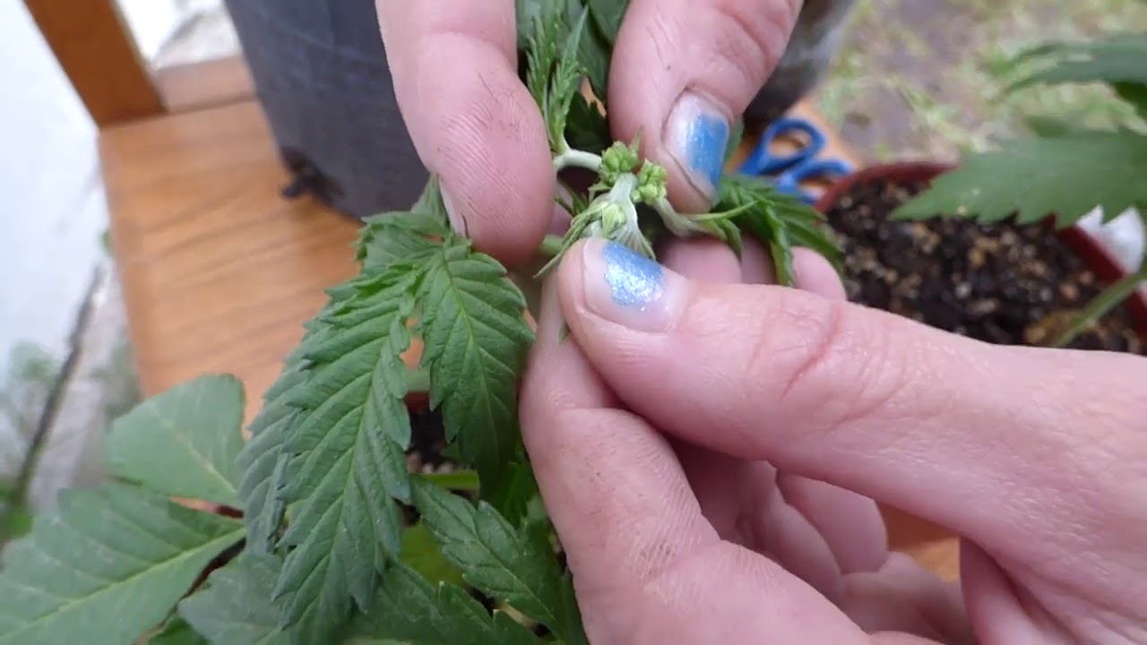 Cultivo en Casa   Macho o Hembra 😉