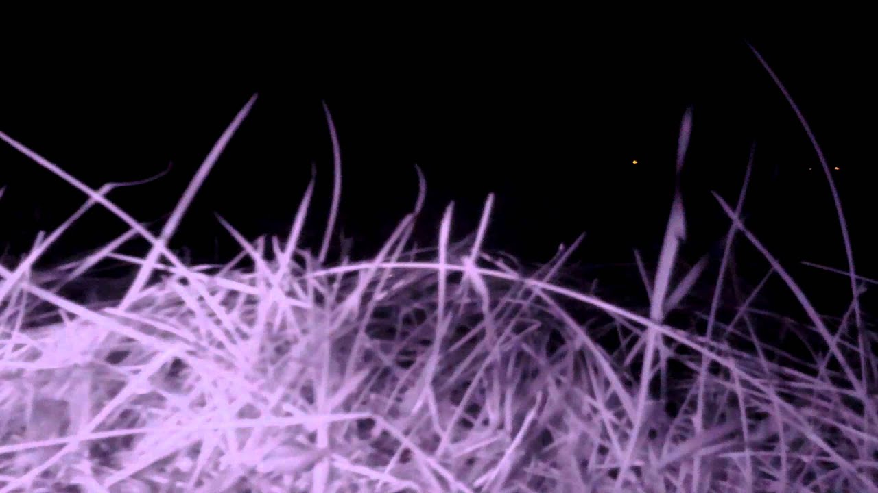 Pi NoIR infrared time-lapse: lawn