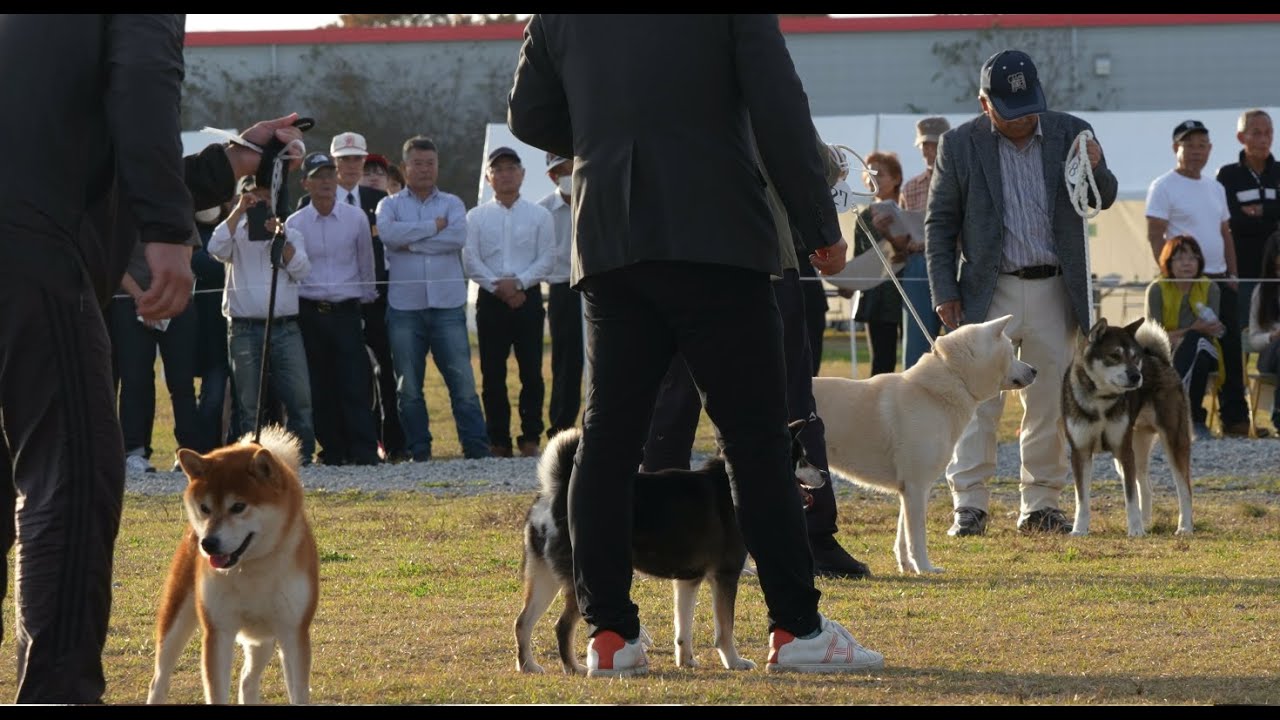NIHON KEN HOZONKAI NIPPO Grand National 2024 (BOB・BIS)令和６年度　公益社団法人日本犬保存会第１１９回全国展覧会 「最高賞・大臣賞」