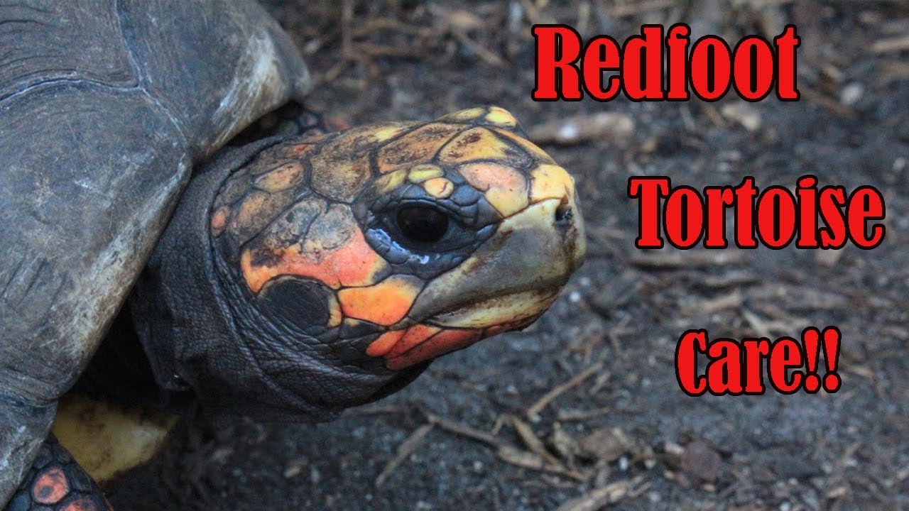 Redfoot Tortoise Care Guide