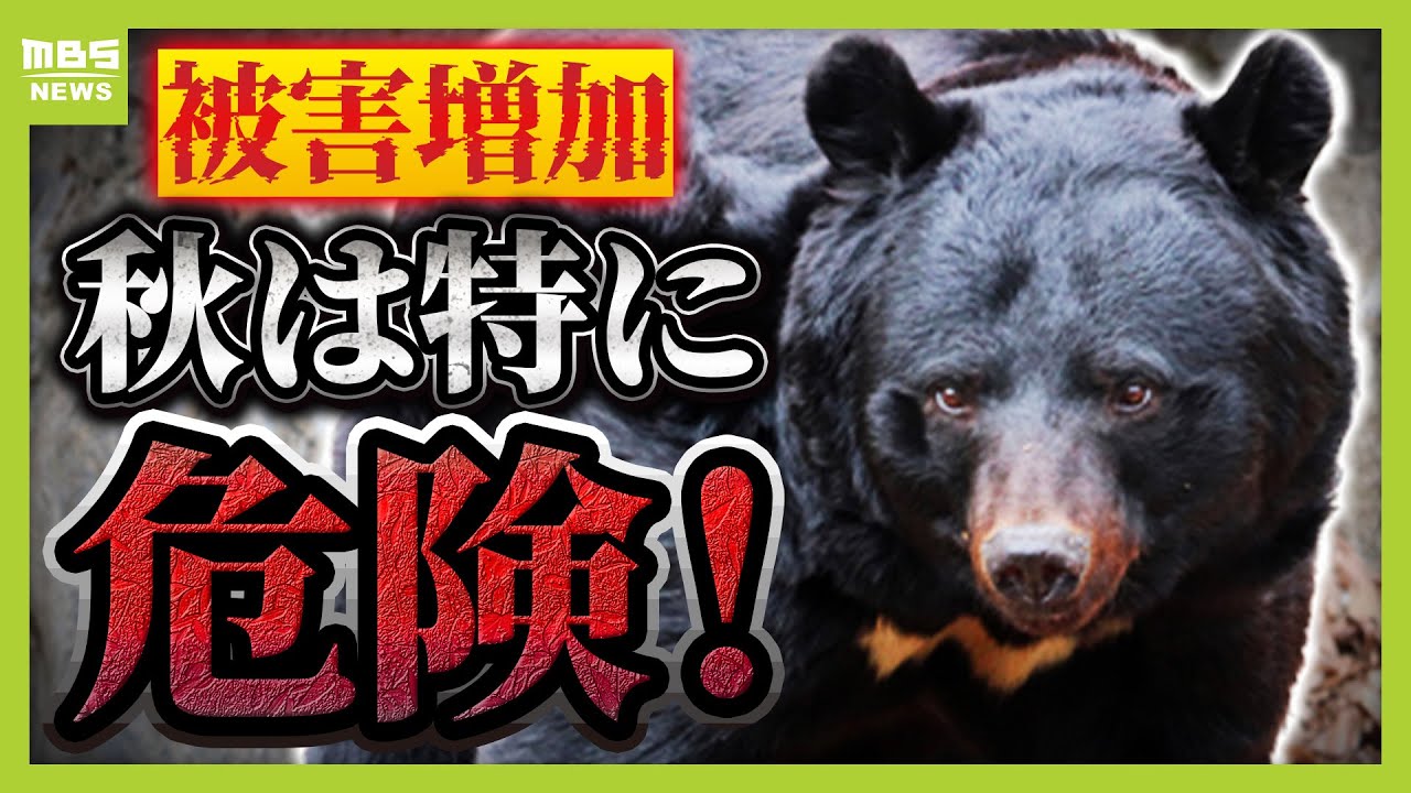 【クマ被害が過去最多】特に“秋”と人間の生活圏に現れやすい“２歳のクマ”が危険！人命守る新ルール「緊急銃猟」ってなに？（2025年10月23日）