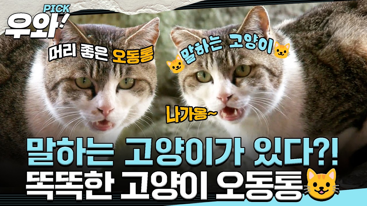 [⭐‍️#우와픽] 리조트에 5년째 살고 있는 터줏대감 길고양이 오동통!😺 사람처럼 '나가~'라고 말하게 된 이유는?!🗣️ #순간포착세상에이런일이 #우와한비디오 #우와픽