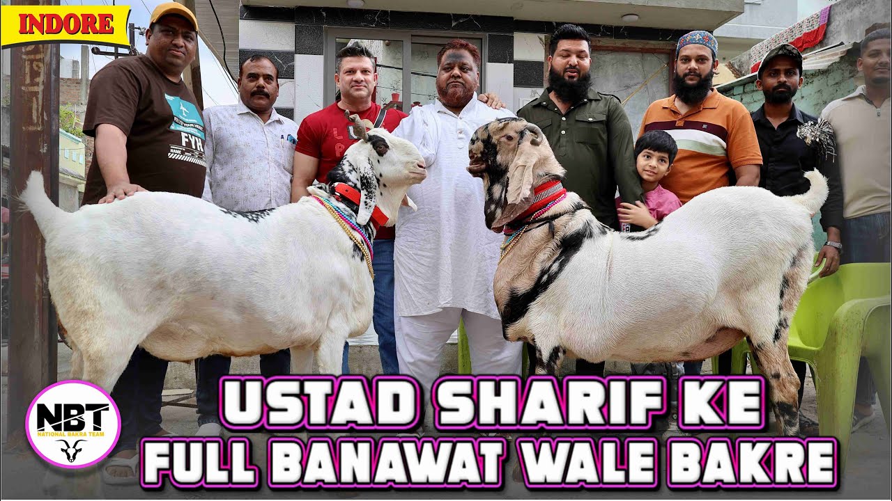 Ustad Sharif Bhai Ke Full Banawat Wale Bakre In Indore