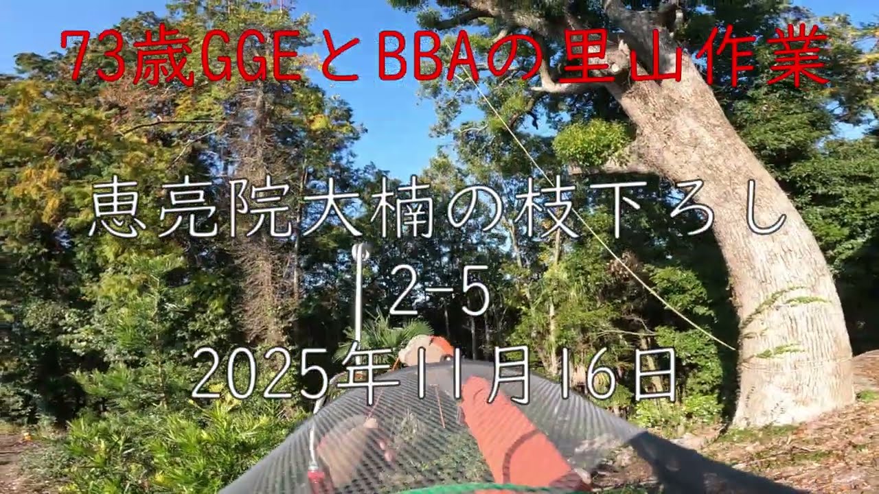 恵亮院大楠の枝下ろし2- 5　2025年11月16日