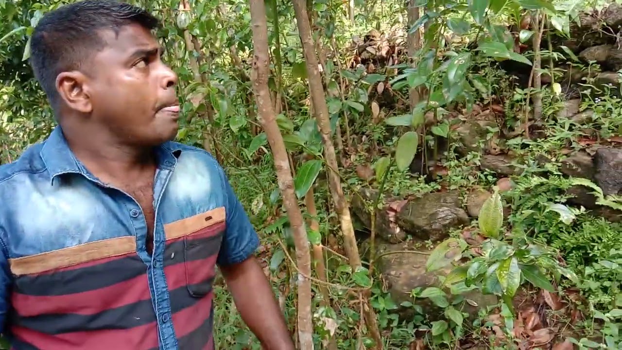 කුරුදු වල ගොරහැඬි බව නැති කරන අාකාරය.cinnamon amugoda