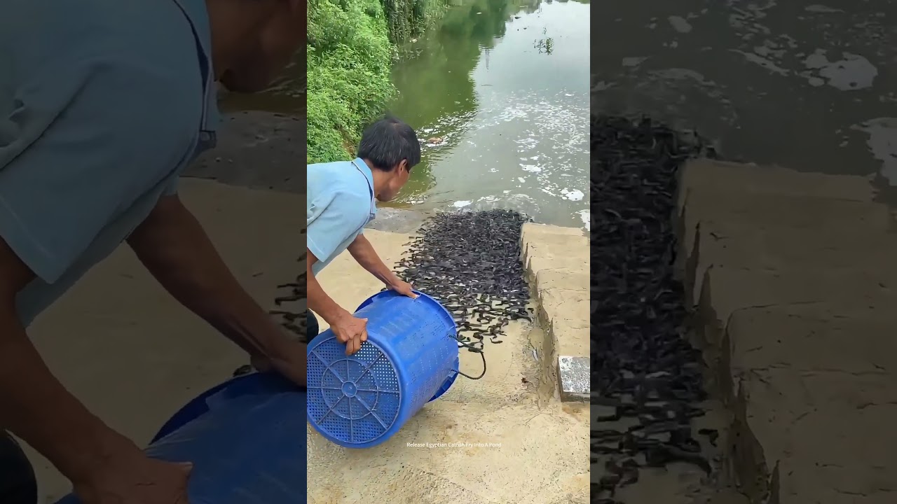 Egyptian Catfish Farming Technique ! (0.7Dollars Per Kilo Locally After Grown Up)