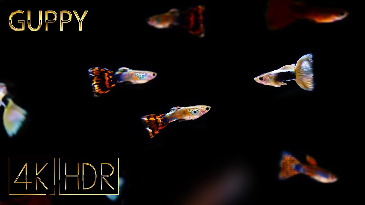 Guppy &bull; Fixed 3hours 4K HDR 60fps &bull; Relaxing Music