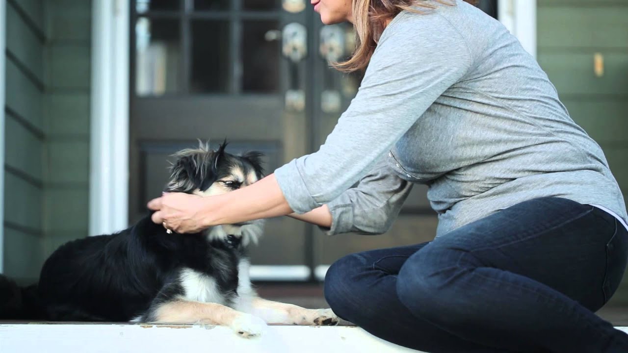 PetSafe Wireless Pet Containment System