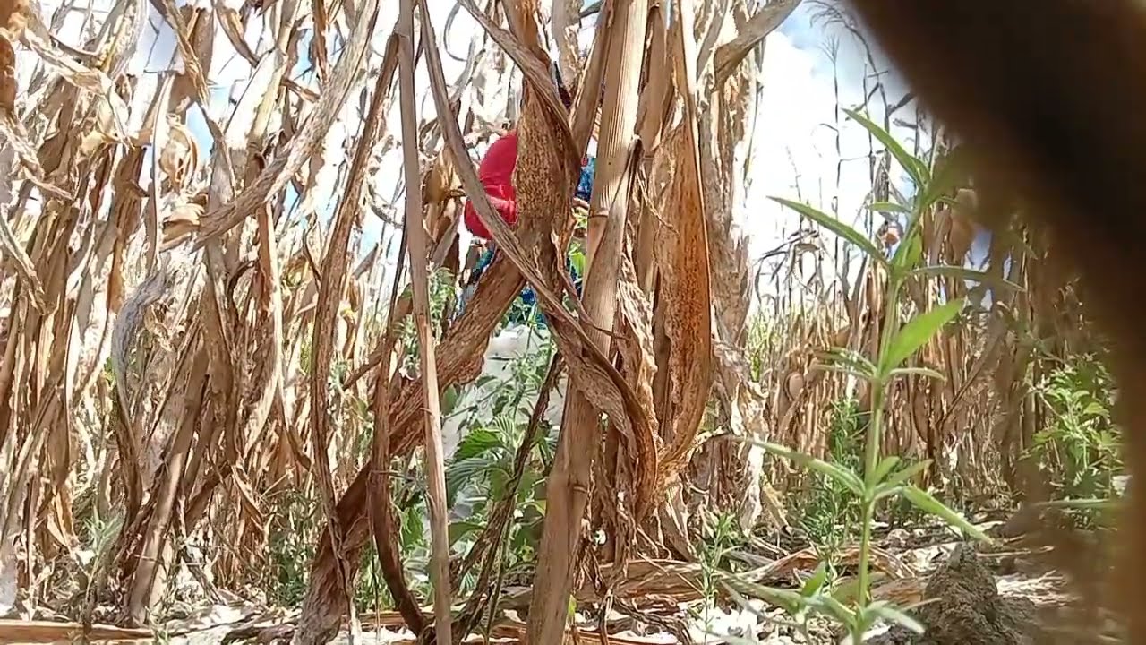 Vem para um dia de trabalho comigo aqui no interior Sergipano (minhas hortaliças como estão)...