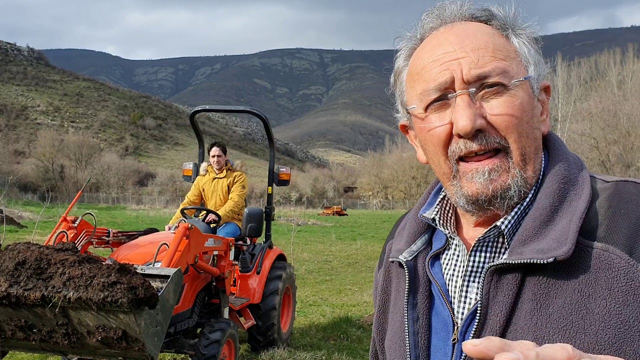 Abonar manzanos con estiércol ecológico. Cultivo ecológico de manzanas para sidra.