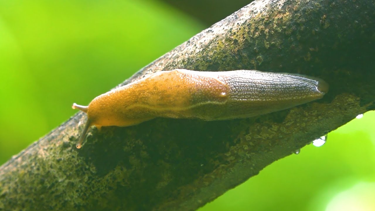 How does a slug move?