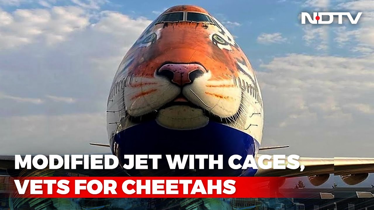 A Tiger-Faced Plane To Fly In Cheetahs From Namibia | The News