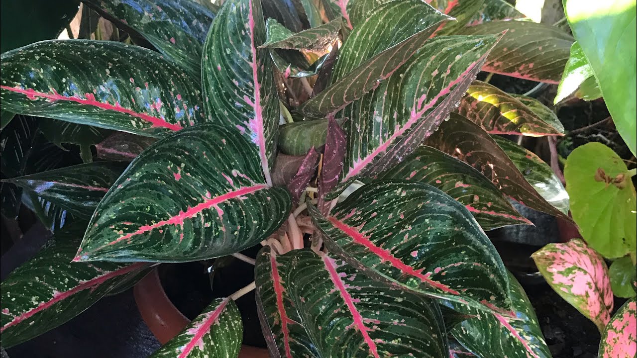 #aglaonema como cultivo e quais eu tenho dificuldade +substrato que uso☺️