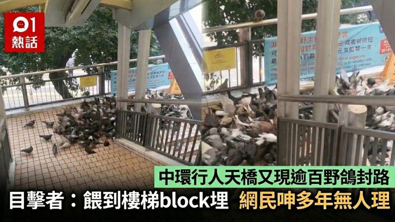 【01熱話】中環行人天橋又現逾百野鴿封路　目擊者：餵到樓梯block埋｜多士爐｜黑蟲
