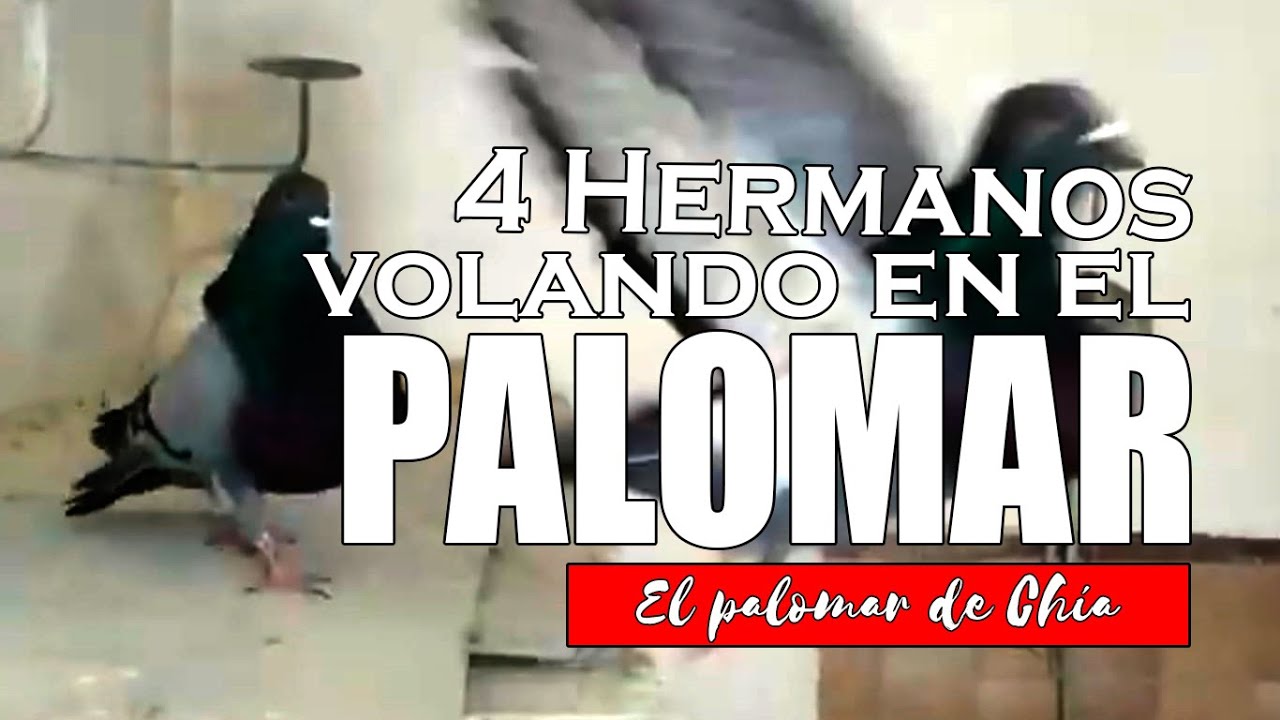 Cuatro Palomos hermanos volando en el palomar #palomosbuchones #palomosderaza #palomeros