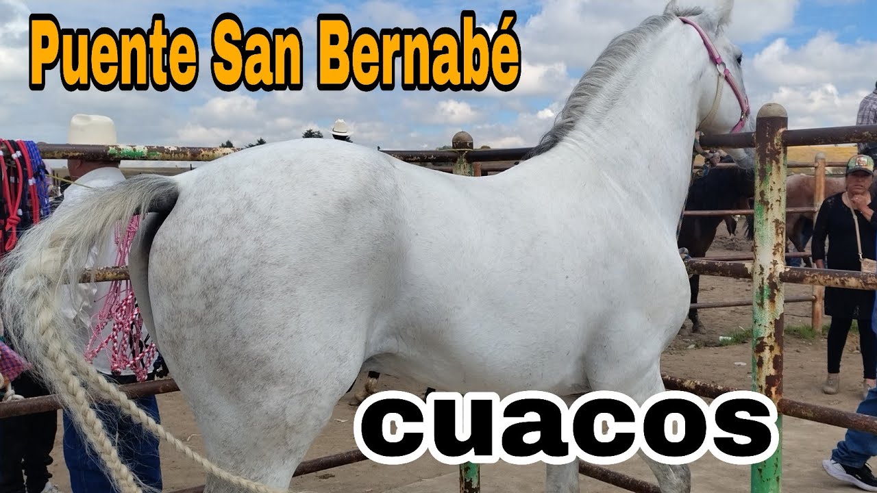 Área de caballos el puente San Bernabé Edomex 