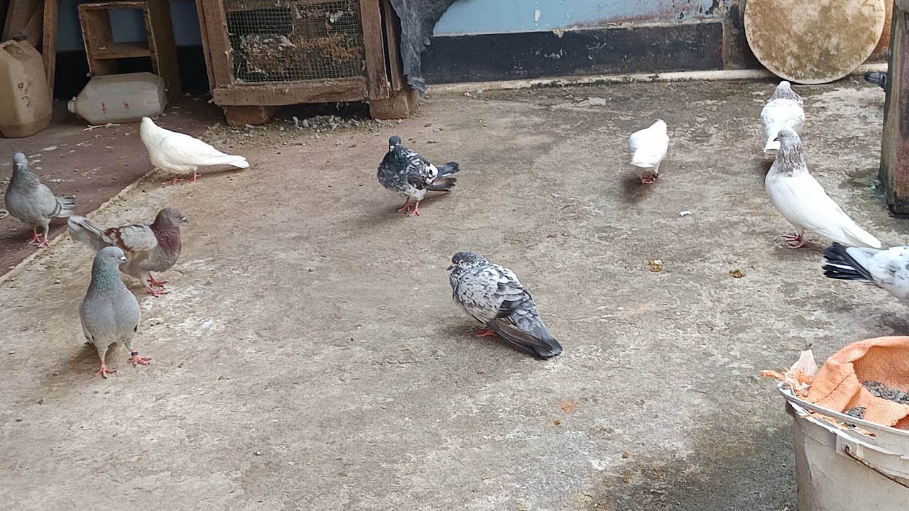 First long video dangerous pigeon