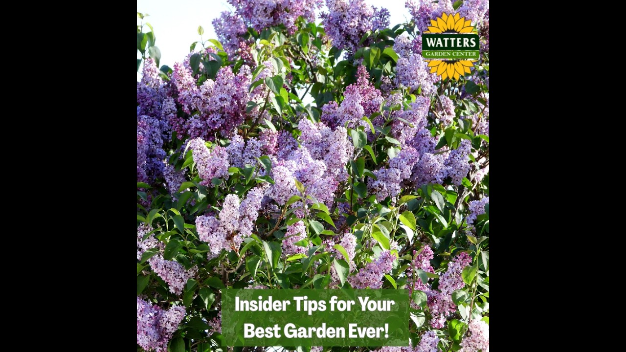 🎙️Welcome to Episode 26 – 5 of The Mountain Gardener Podcast with Ken and Lisa Lain!