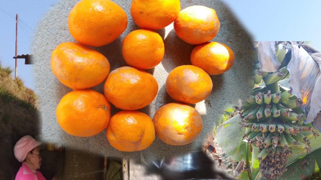 आज चै बाजे बजूको करेसा बारी तिर होई अर्गानीक फल फुल हेर्दै 