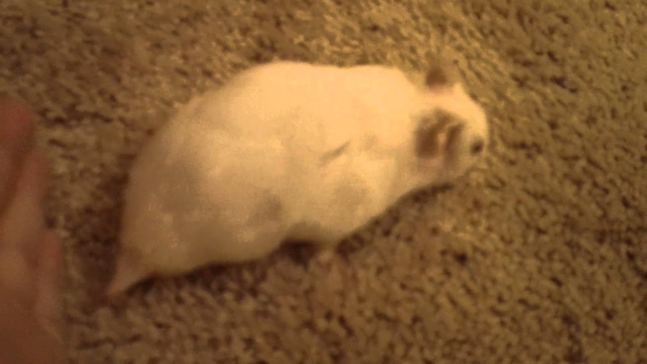 My new hamster with 3 legs!
