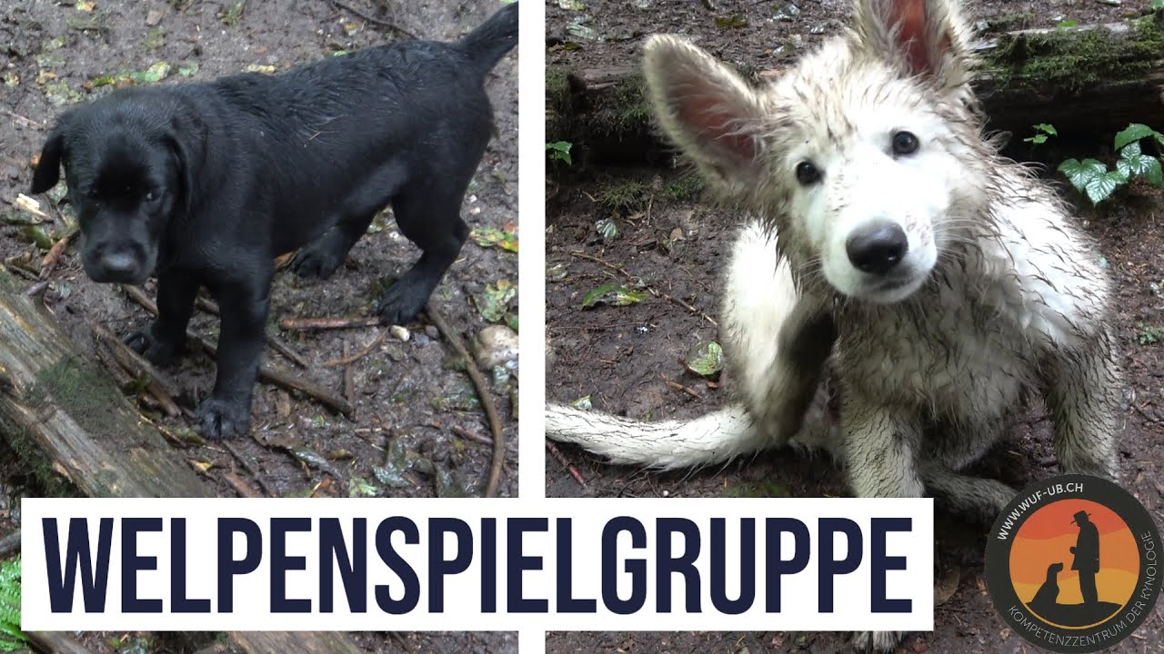 Dog Puppie: Labrador Retriever, Border Collie & Co  spielen in der Welpenschule | Hundeschule U.B.