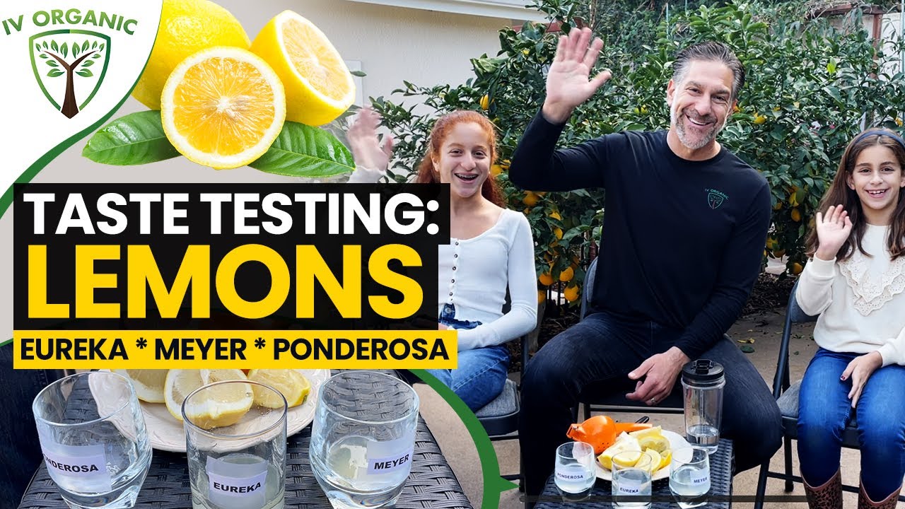TASTE TESTING LEMONS 🍋 | Eureka vs. Meyer vs. Ponderosa