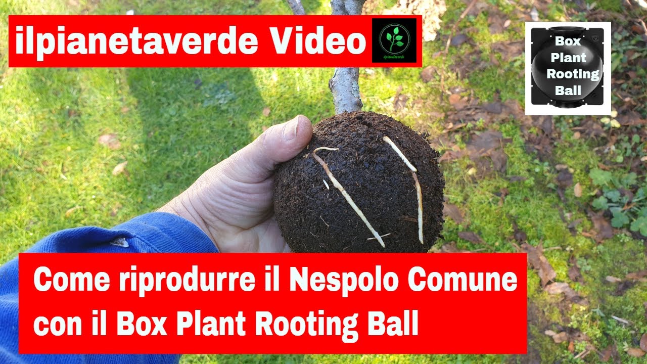Come riprodurre con la margotta il Nespolo Comune (Mespilus Germanica) con il Box Plant Rooting Ball