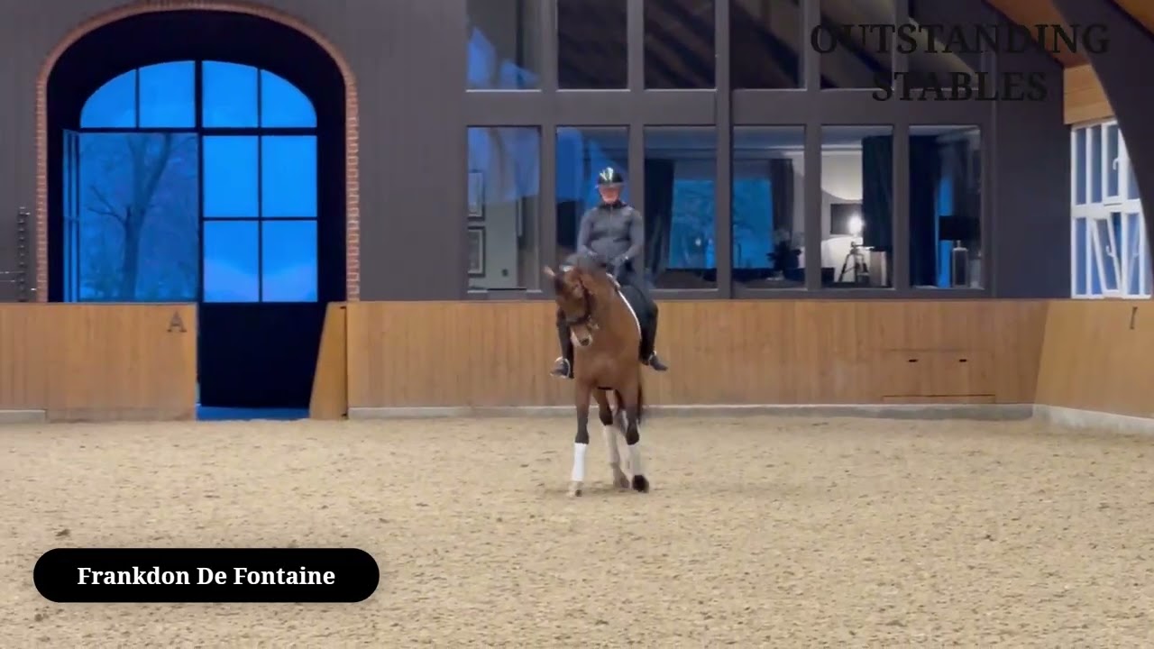 For Sale: Gelding *2016 / Franklin x Don Romantic