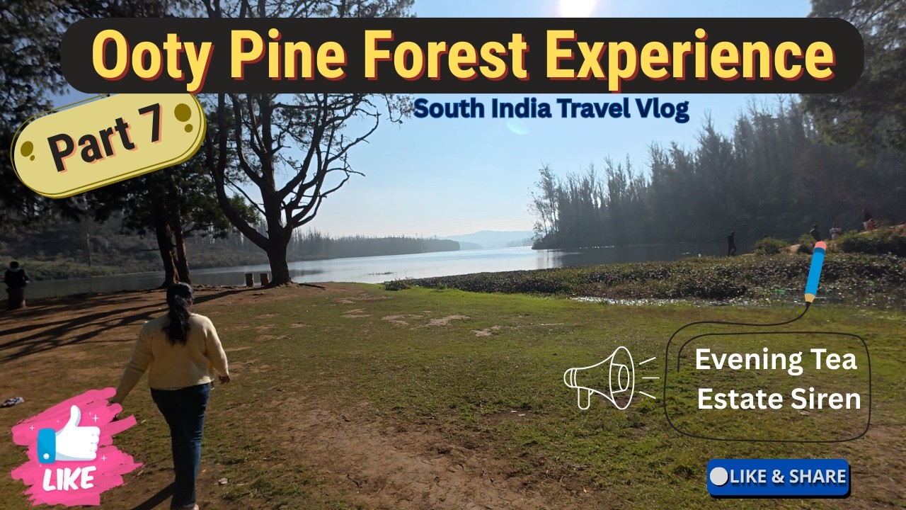 Part 7 Ooty Pine Forest Experience | Evening Tea Estate Siren | Travel Vlog #kannadatravelvlog