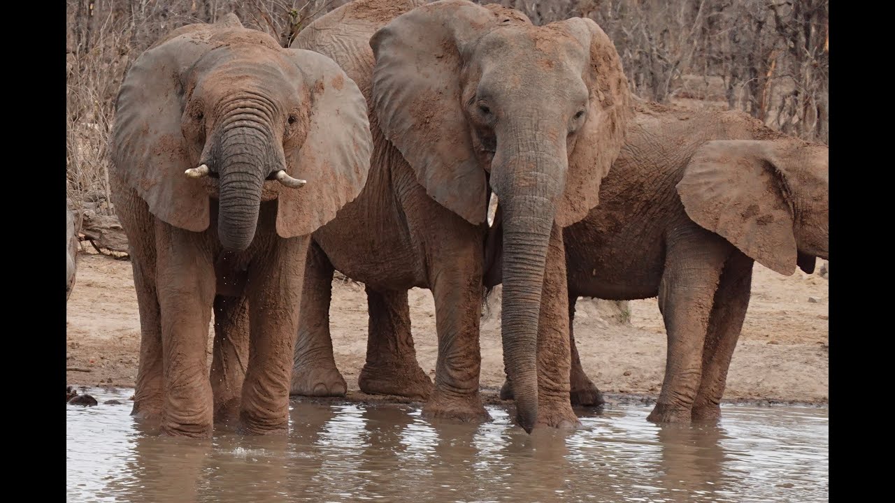 Zimbabwe, Zambia and Botswana Safari.
