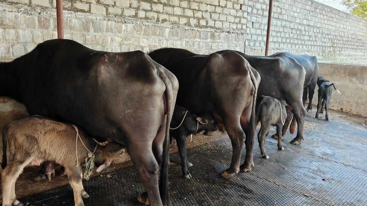 February 1st loading vedeo in gujarat #highmilk buffalo s