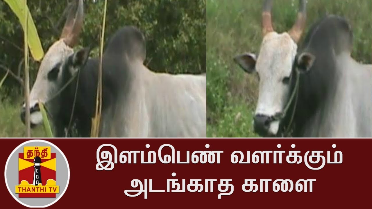 இளம்பெண் வளர்க்கும் அடங்காத காளை | Thanthi TV