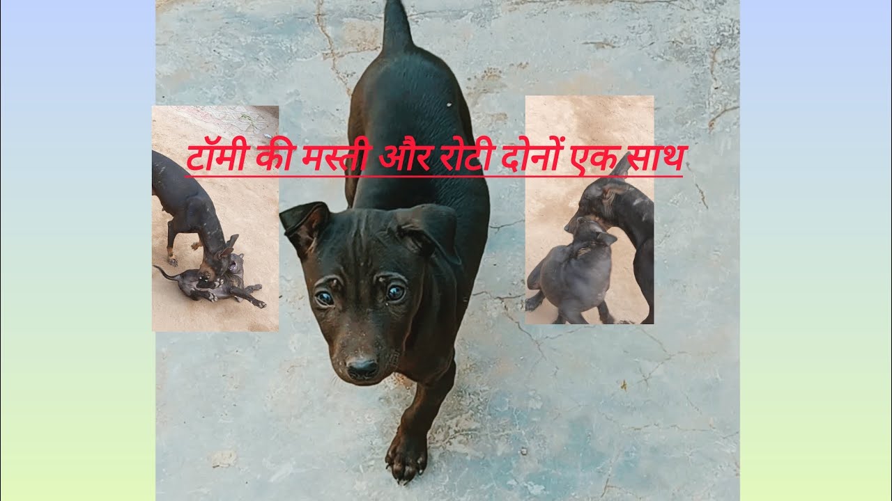टॉमी की मस्ती और रोटी दोनों एक साथ लास्ट तक वीडियो देखना 🐕🤣#trend #viralvideo #doglife #dogbreed 